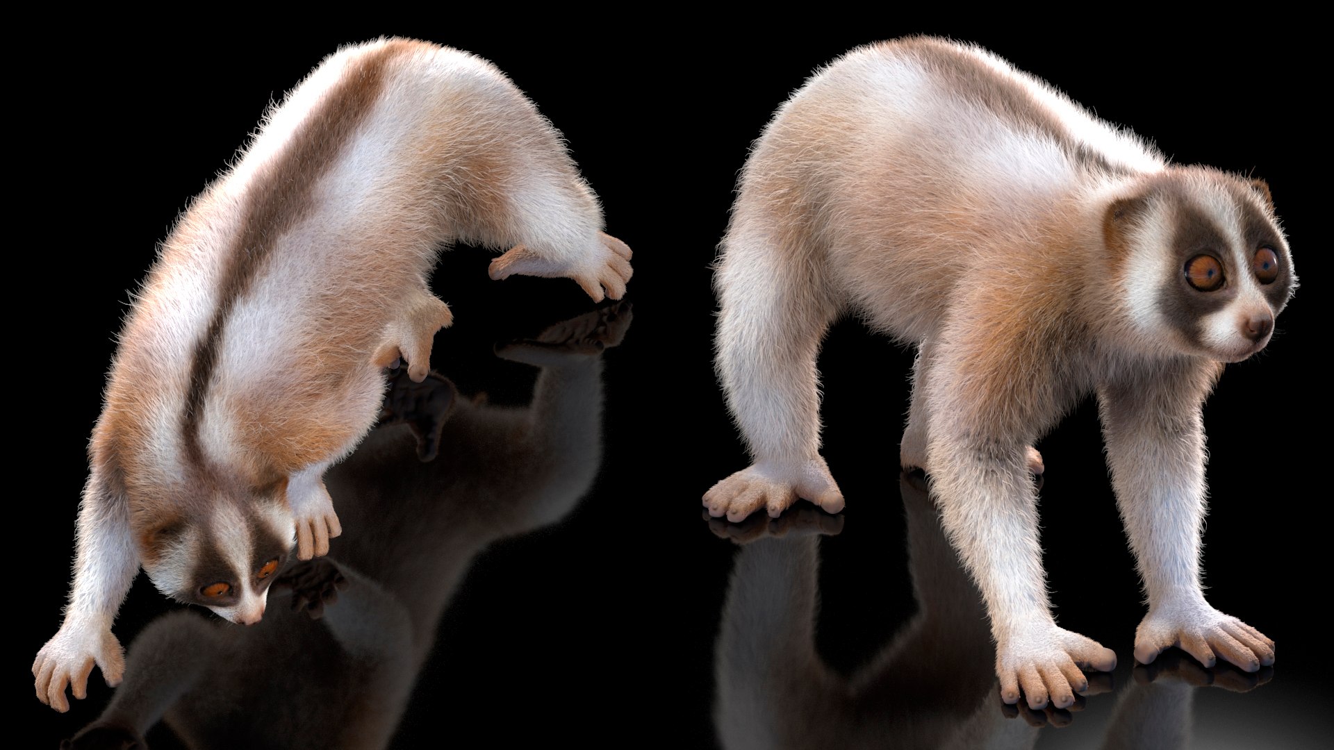 3D model Bengal Slow Loris Fur Rigged https://p.turbosquid.com/ts-thumb/qX/YP8nUh/bz/bengalslowlorisfurriggedvray3dmodel012/jpg/1698249727/1920x1080/fit_q87/21ad37ea4e68714ef3e770bcf7bccecbed69924b/bengalslowlorisfurriggedvray3dmodel012.jpg