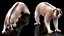 Bengal Slow Loris Fur Rigged