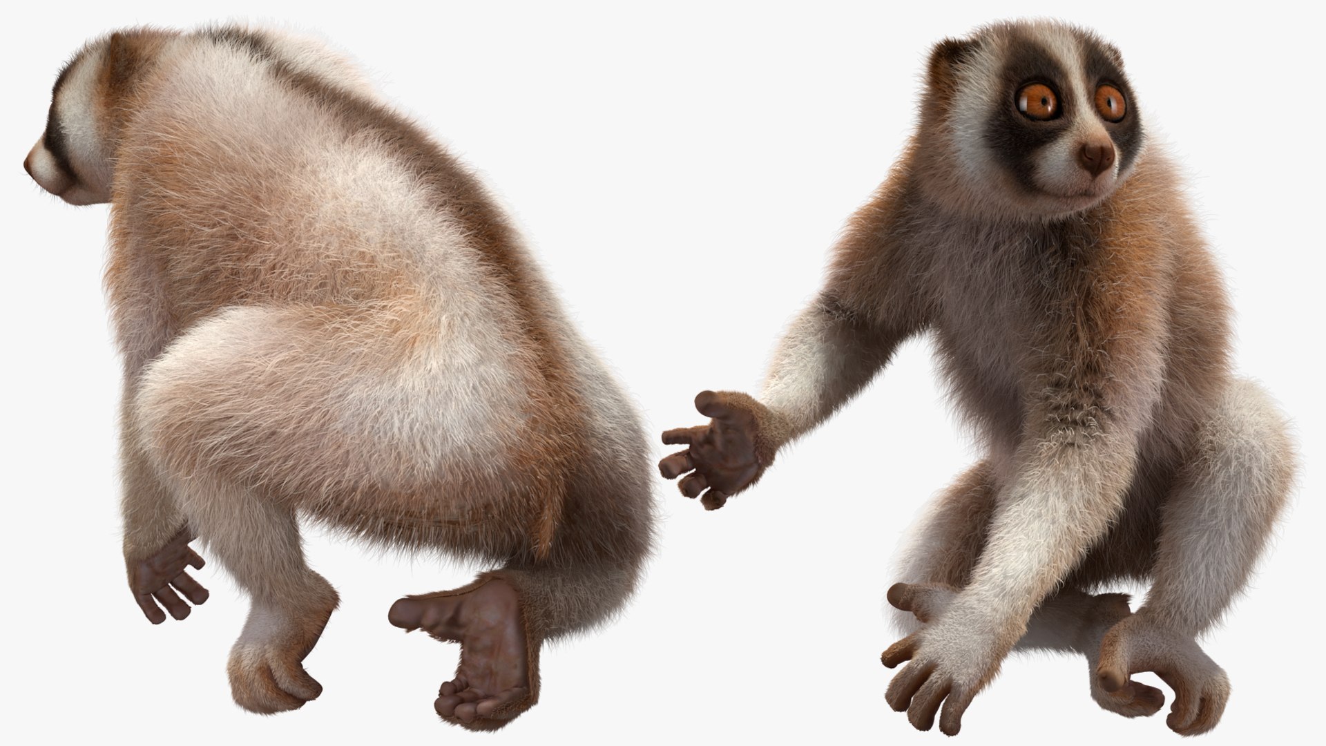 3D model Bengal Slow Loris Fur Rigged https://p.turbosquid.com/ts-thumb/qX/YP8nUh/fD/bengalslowlorisfurriggedvray3dmodel022/jpg/1698249779/1920x1080/fit_q87/28d4257a45c033aba7bea050795e8acf0236c5ed/bengalslowlorisfurriggedvray3dmodel022.jpg
