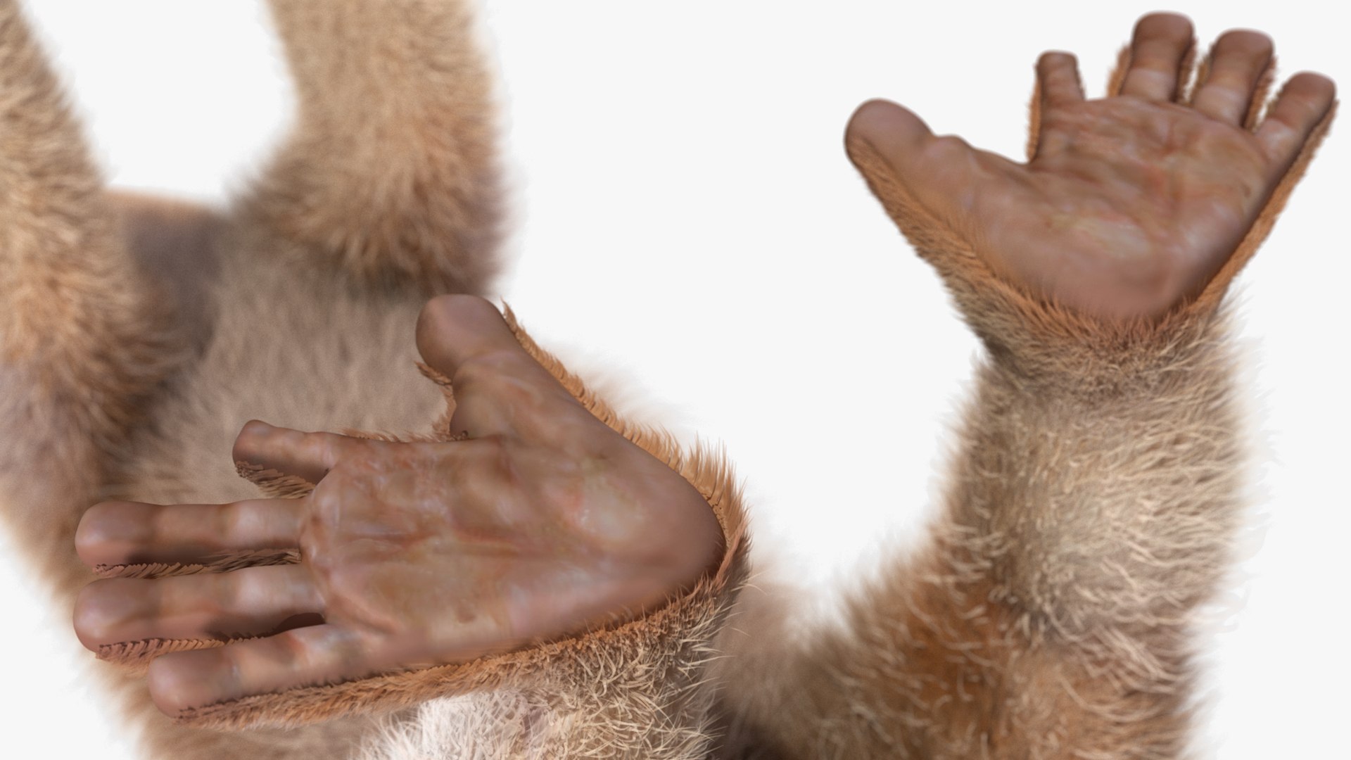 3D model Bengal Slow Loris Fur Rigged https://p.turbosquid.com/ts-thumb/qX/YP8nUh/gs/bengalslowlorisfurriggedvray3dmodel026/jpg/1698249801/1920x1080/fit_q87/c0dbeed80ebd882afce7017626d2679ce1278a5a/bengalslowlorisfurriggedvray3dmodel026.jpg