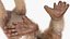 Bengal Slow Loris Fur Rigged