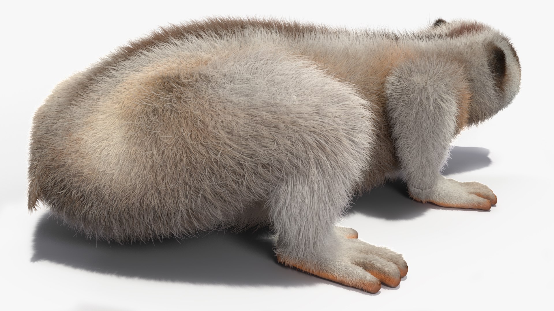 3D model Bengal Slow Loris Fur Rigged https://p.turbosquid.com/ts-thumb/qX/YP8nUh/m1/bengalslowlorisfurriggedvray3dmodel020/jpg/1698249768/1920x1080/fit_q87/aca8fb350987d9e69131bba77aedcf52363eafef/bengalslowlorisfurriggedvray3dmodel020.jpg