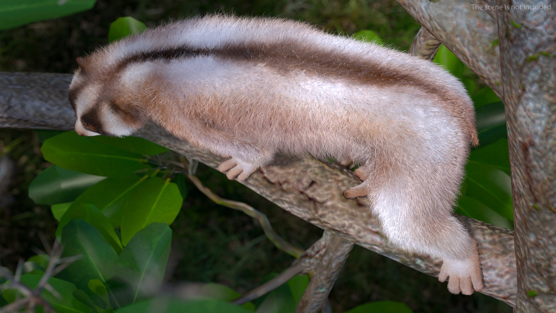 3D model Bengal Slow Loris Fur Rigged https://p.turbosquid.com/ts-thumb/qX/YP8nUh/rD/bengalslowlorisfurriggedvray3dmodel009/jpg/1698249712/1920x1080/fit_q87/7e3b044b35bf349170356db1145bfee27b39375a/bengalslowlorisfurriggedvray3dmodel009.jpg