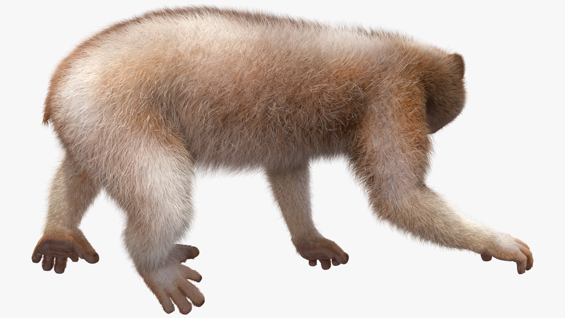 3D model Bengal Slow Loris Fur Rigged https://p.turbosquid.com/ts-thumb/qX/YP8nUh/rM/bengalslowlorisfurriggedvray3dmodel018/jpg/1698249757/1920x1080/fit_q87/91b4a7841984d2b0ad30adaf607fdae6dfd27efc/bengalslowlorisfurriggedvray3dmodel018.jpg