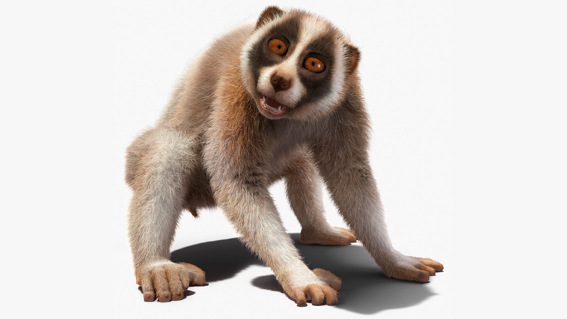 Bengal Slow Loris Fur Rigged 3D model preview