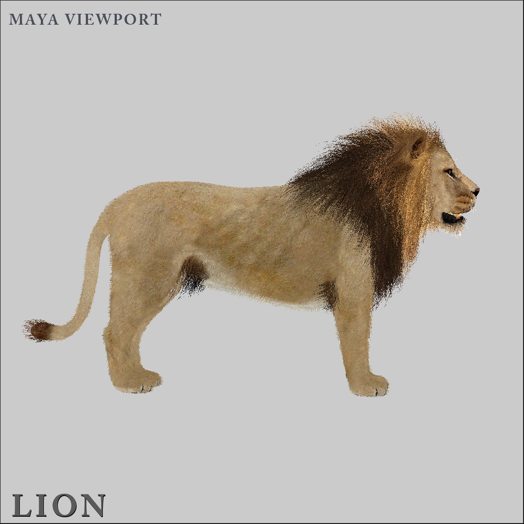 3ds max cat feline https://p.turbosquid.com/ts-thumb/qX/gHJ8A6/489nbXaR/hd6/jpg/1297096134/1920x1080/fit_q87/a685414785f95ccc1652a664245121eb8190e68c/hd6.jpg