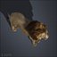 Lion (FUR)