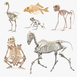 Animal Skeletons Collection 3