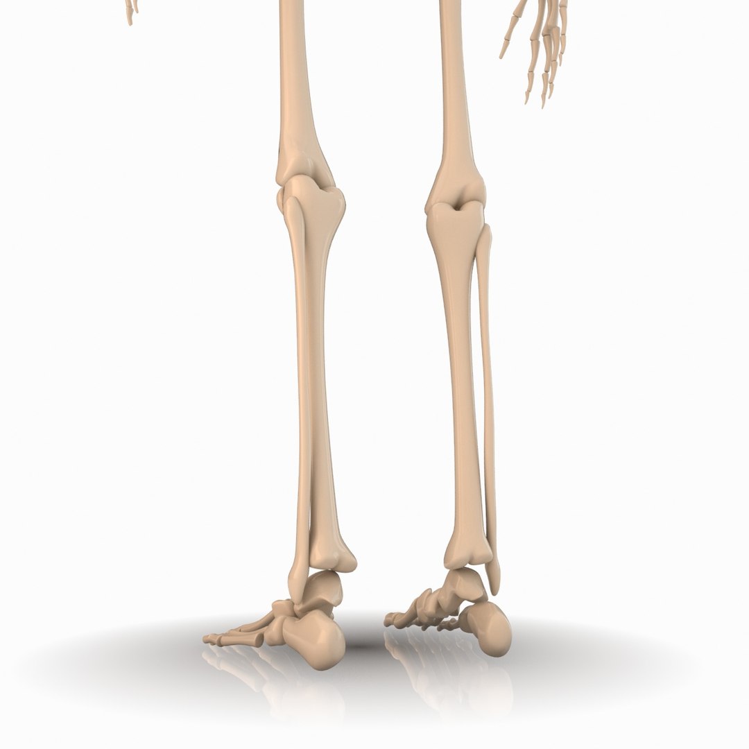 Max Cartoon Skeleton Rigged