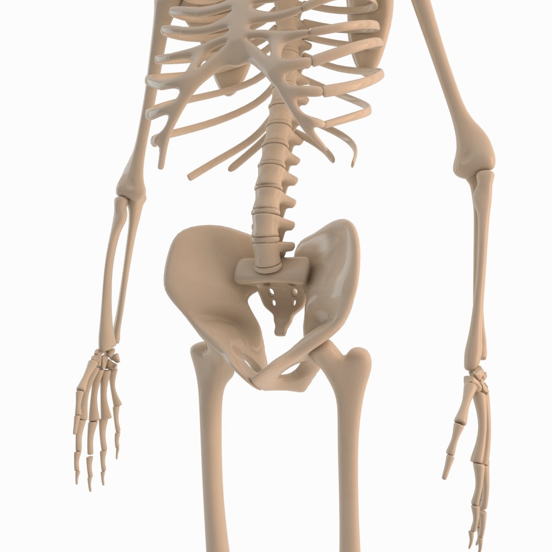 max cartoon skeleton rigged https://p.turbosquid.com/ts-thumb/qX/nxVSBL/6yeKruki/skelet_004/jpg/1405616339/1920x1080/fit_q87/b09e63d2b57d686442394c3dd64da9d7f935c29d/skelet_004.jpg