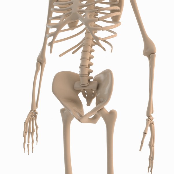 max cartoon skeleton rigged