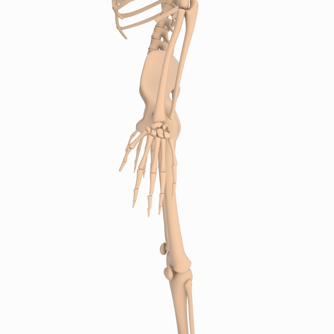 max cartoon skeleton rigged https://p.turbosquid.com/ts-thumb/qX/nxVSBL/8BfVuF0q/skelet_010/jpg/1405616340/1920x1080/fit_q87/a820701c2149d68497a8af1787e41d0979a7b532/skelet_010.jpg