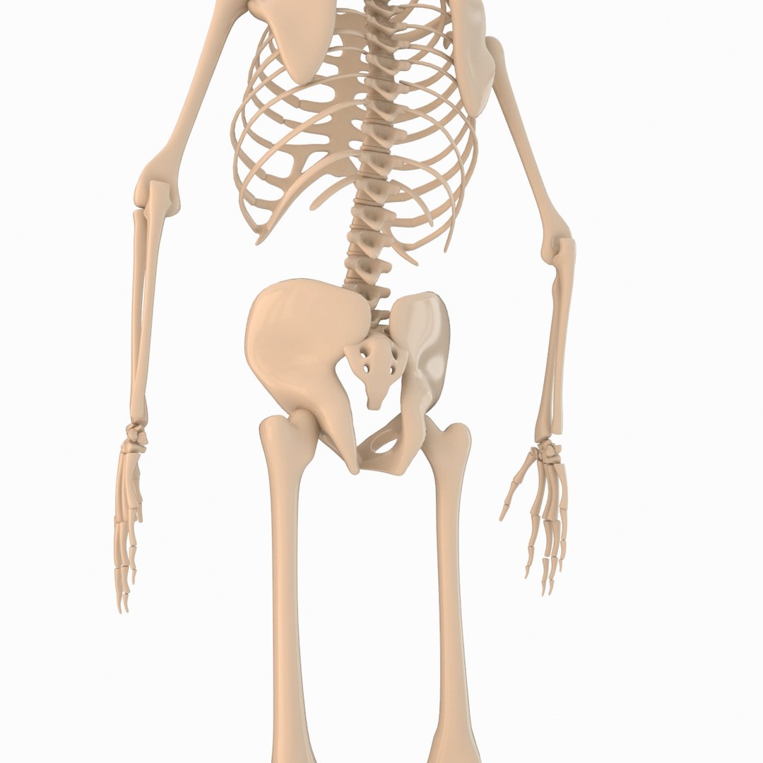 max cartoon skeleton rigged https://p.turbosquid.com/ts-thumb/qX/nxVSBL/iurwAqZb/skelet_007/jpg/1405616340/1920x1080/fit_q87/04ab56aa0f01706f85a900548f8b3a2df42ab42b/skelet_007.jpg