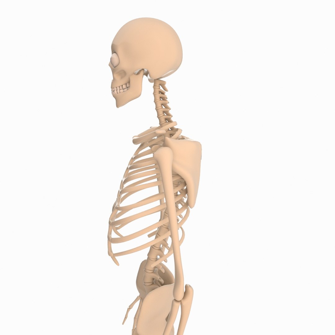 max cartoon skeleton rigged https://p.turbosquid.com/ts-thumb/qX/nxVSBL/oJ9fhe6t/skelet_009/jpg/1405616340/1920x1080/fit_q87/247c679abed05266c390b959fe2260d903a1624f/skelet_009.jpg