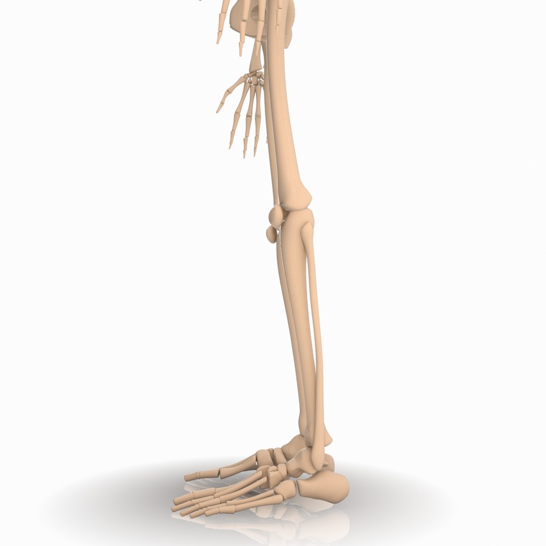 max cartoon skeleton rigged https://p.turbosquid.com/ts-thumb/qX/nxVSBL/uo7hqgjz/skelet_011/jpg/1405616340/1920x1080/fit_q87/099c91a31b79acd399f48c09dbd63083d41348c2/skelet_011.jpg