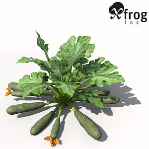lightwave xfrogplants zucchini plant