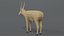 saiga antelope 3D model