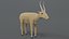 saiga antelope 3D model