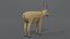 saiga antelope 3D model