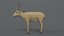 saiga antelope 3D model