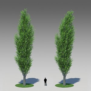 3d model populus nigra poplar tree