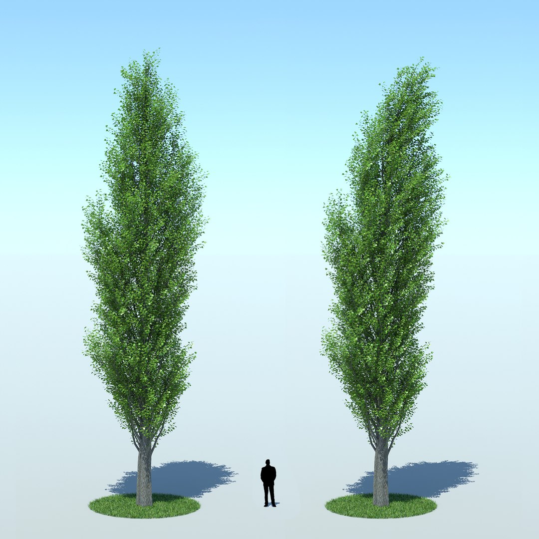 3d Model Populus Nigra Poplar Tree