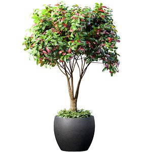 Decorative tree in a classic pot and flowerpot Indoor plant