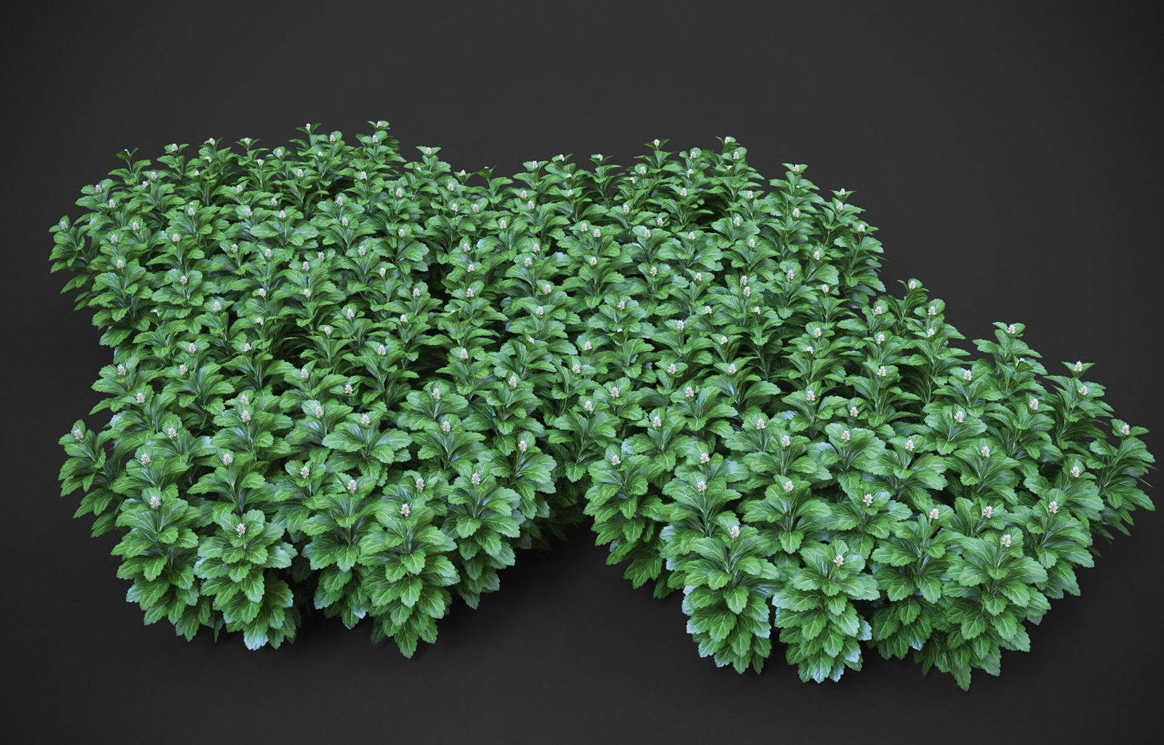 3D model XfrogPlants Japanese Pachysandra - Pachysandra Terminalis https://p.turbosquid.com/ts-thumb/qY/GzwMHf/8Q/pachysandra_t11/jpg/1621623867/1920x1080/fit_q87/189eee5ff4b9ac567f528365df566792f3f394ee/pachysandra_t11.jpg