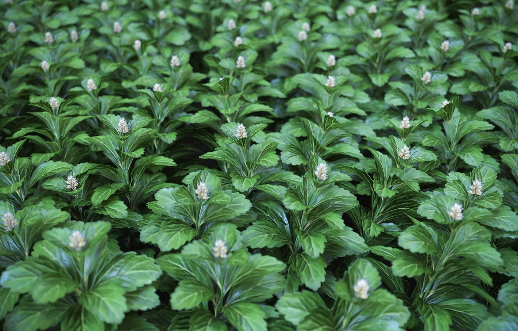 3D model XfrogPlants Japanese Pachysandra - Pachysandra Terminalis https://p.turbosquid.com/ts-thumb/qY/GzwMHf/K1/pachysandra_t12/jpg/1621623867/1920x1080/fit_q87/4e213e61ddd743415a74d5ced2c3a87f26debeda/pachysandra_t12.jpg