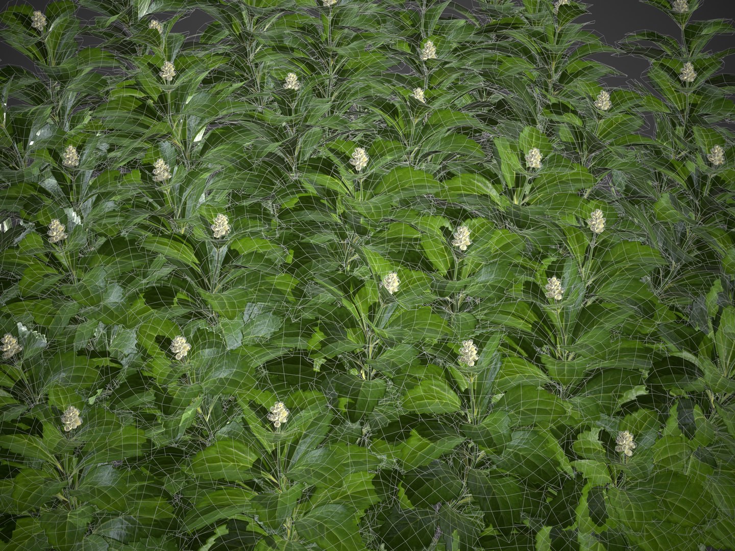 3D model XfrogPlants Japanese Pachysandra - Pachysandra Terminalis https://p.turbosquid.com/ts-thumb/qY/GzwMHf/SO/screenshot008/jpg/1621623872/1920x1080/fit_q87/b302f35cdf14eb5a29d680525e90f2352356ea45/screenshot008.jpg