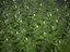 XfrogPlants Japanese Pachysandra - Pachysandra Terminalis