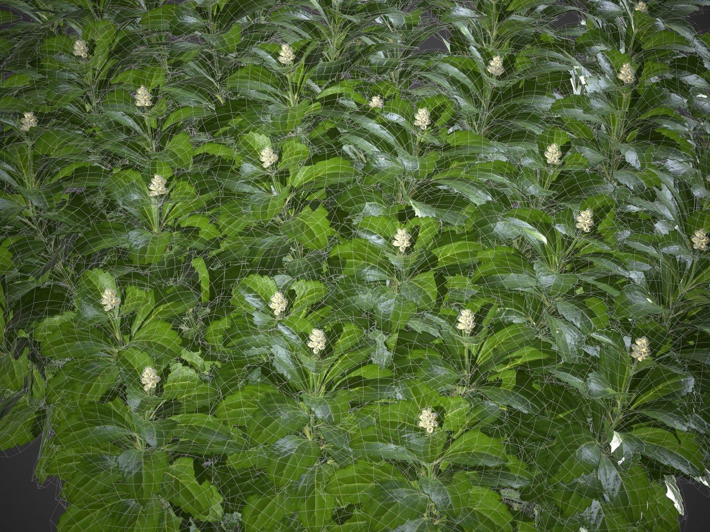 3D model XfrogPlants Japanese Pachysandra - Pachysandra Terminalis https://p.turbosquid.com/ts-thumb/qY/GzwMHf/e8/screenshot009/jpg/1621623872/1920x1080/fit_q87/8f295be7f6415eec3e8c82e6f1f878f160d22bcc/screenshot009.jpg
