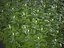 XfrogPlants Japanese Pachysandra - Pachysandra Terminalis