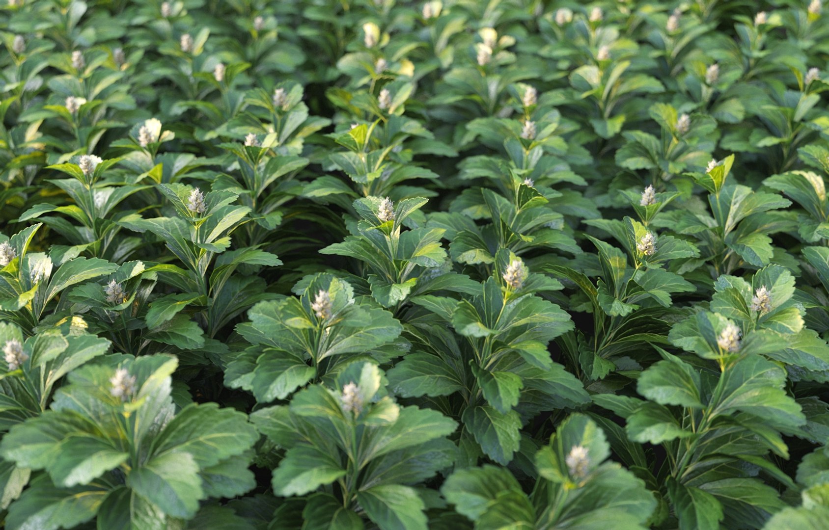 3D model XfrogPlants Japanese Pachysandra - Pachysandra Terminalis https://p.turbosquid.com/ts-thumb/qY/GzwMHf/wn/pachysandra_t14/jpg/1621623868/1920x1080/fit_q87/2d17d8a92177cbafbf60f43c3bd250e356d148b8/pachysandra_t14.jpg