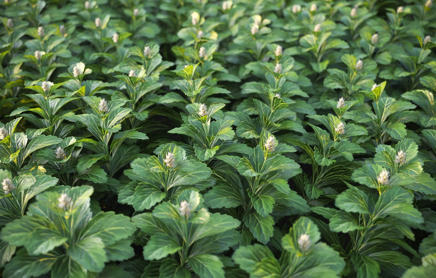 3D model XfrogPlants Japanese Pachysandra - Pachysandra Terminalis https://p.turbosquid.com/ts-thumb/qY/GzwMHf/yi/pachysandra_t13/jpg/1621623873/1920x1080/fit_q87/7587871432714ec9c51d0e68101592118f873261/pachysandra_t13.jpg
