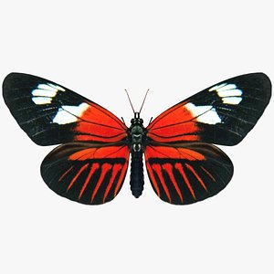 3D realistic doris longwing model