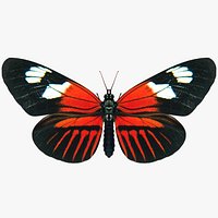 Doris Longwing