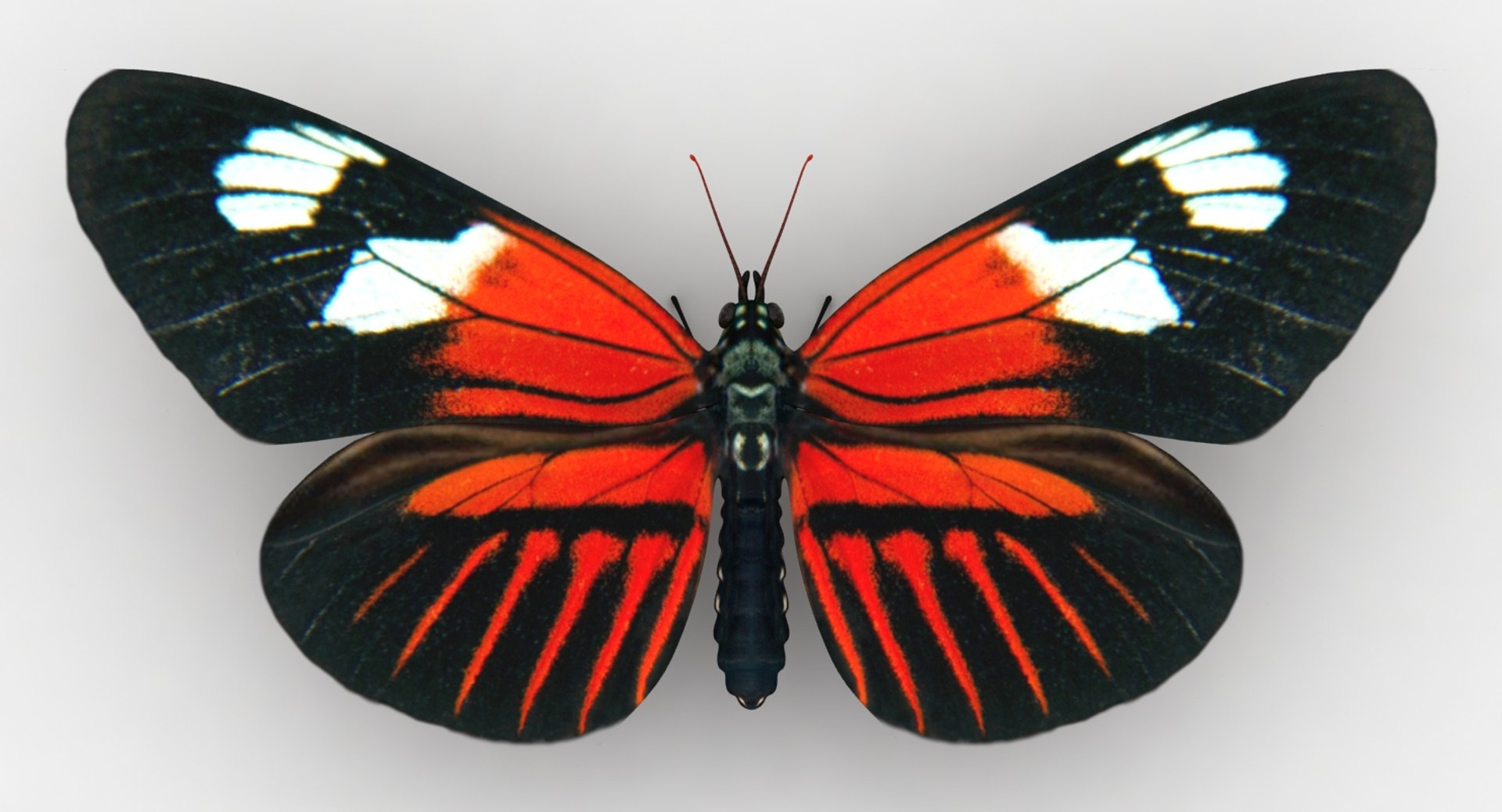 3D Butterfly Collection 4 https://p.turbosquid.com/ts-thumb/qY/KLcPYd/qJbueHTb/lemon_rr_01/jpg/1661376640/1920x1080/fit_q87/8020da6a36d2be93061f620ee6ffa38dfc0d25a2/lemon_rr_01.jpg