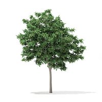 Pedunculate Oak (Quercus Robur) 5.7m