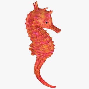 3D realistic seahorse bones animation model