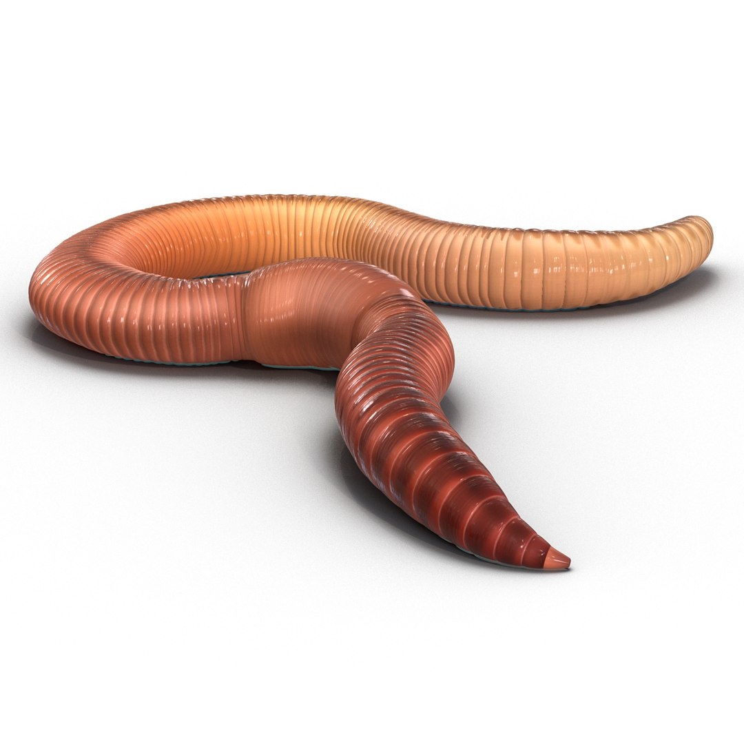 3d Model Earth Worm Pose 2