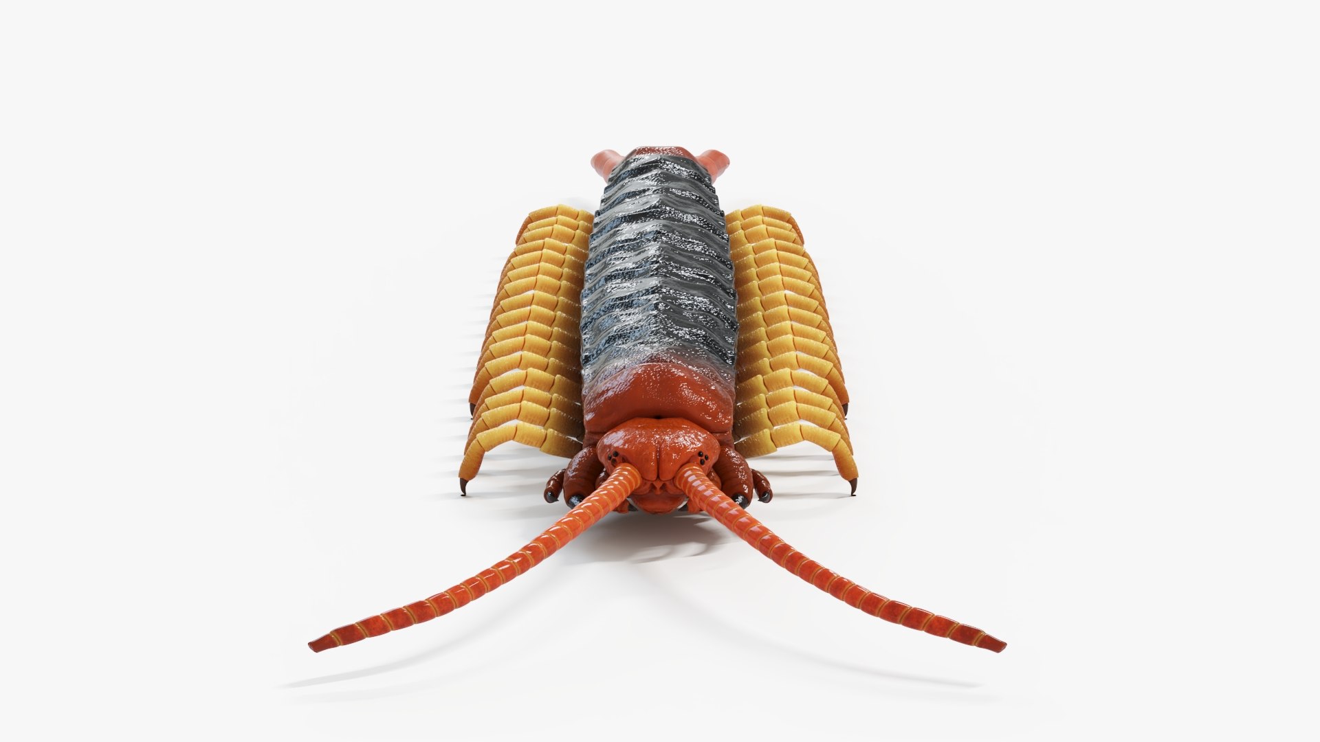 3D Centipede Static - TurboSquid 1968031