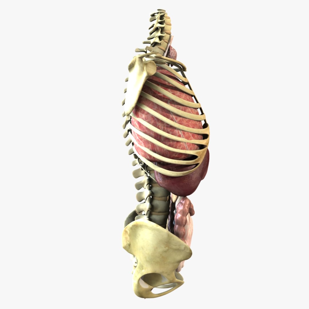 Anatomy Study Torso 3d Ma