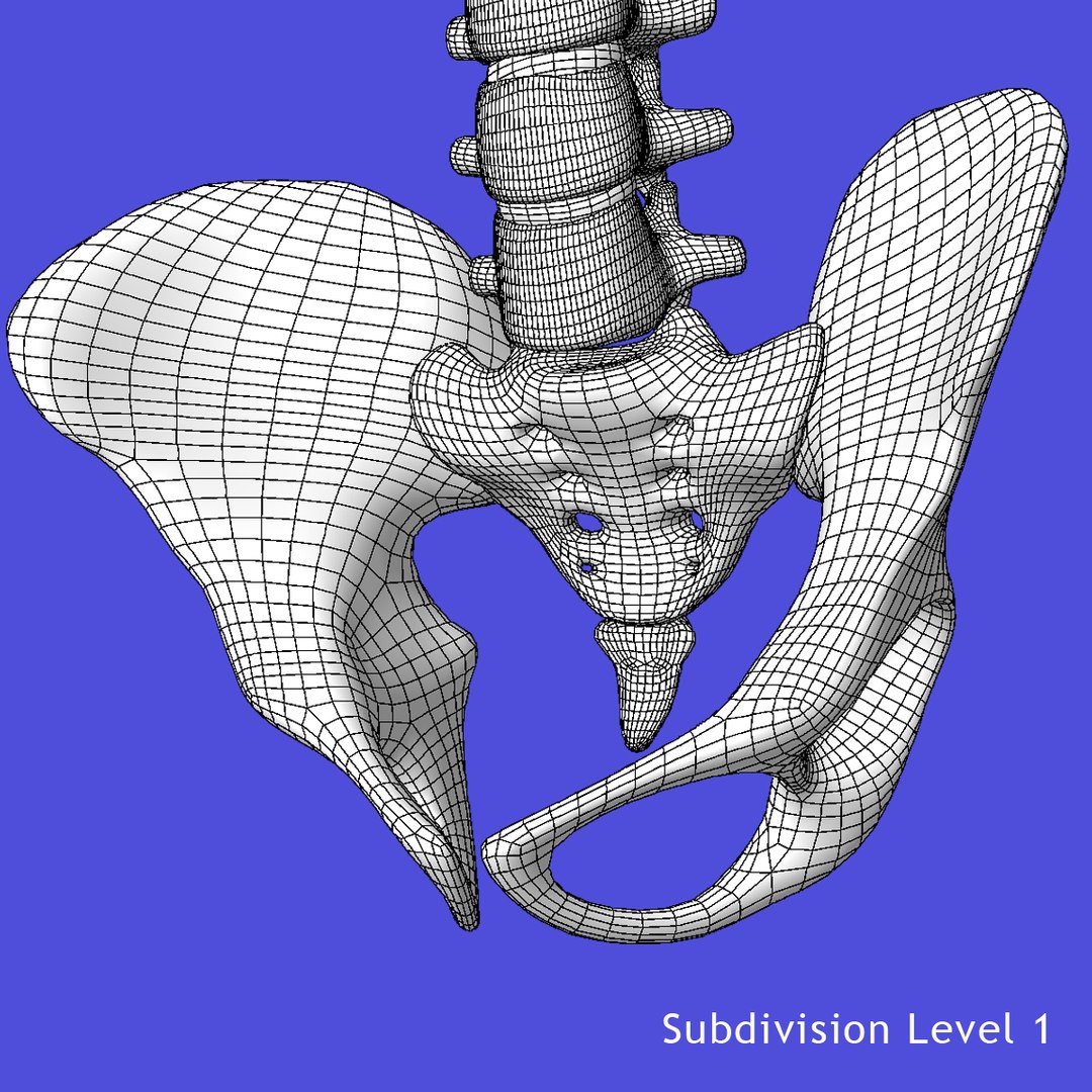 anatomy study torso 3d ma https://p.turbosquid.com/ts-thumb/qY/oiph2I/2MSROykF/wire_4/jpg/1421956491/1920x1080/fit_q87/35643de241edcc821f1f053160c6cfd4640aa854/wire_4.jpg