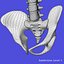 Badanie anatomii tułowia