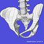 Badanie anatomii tułowia