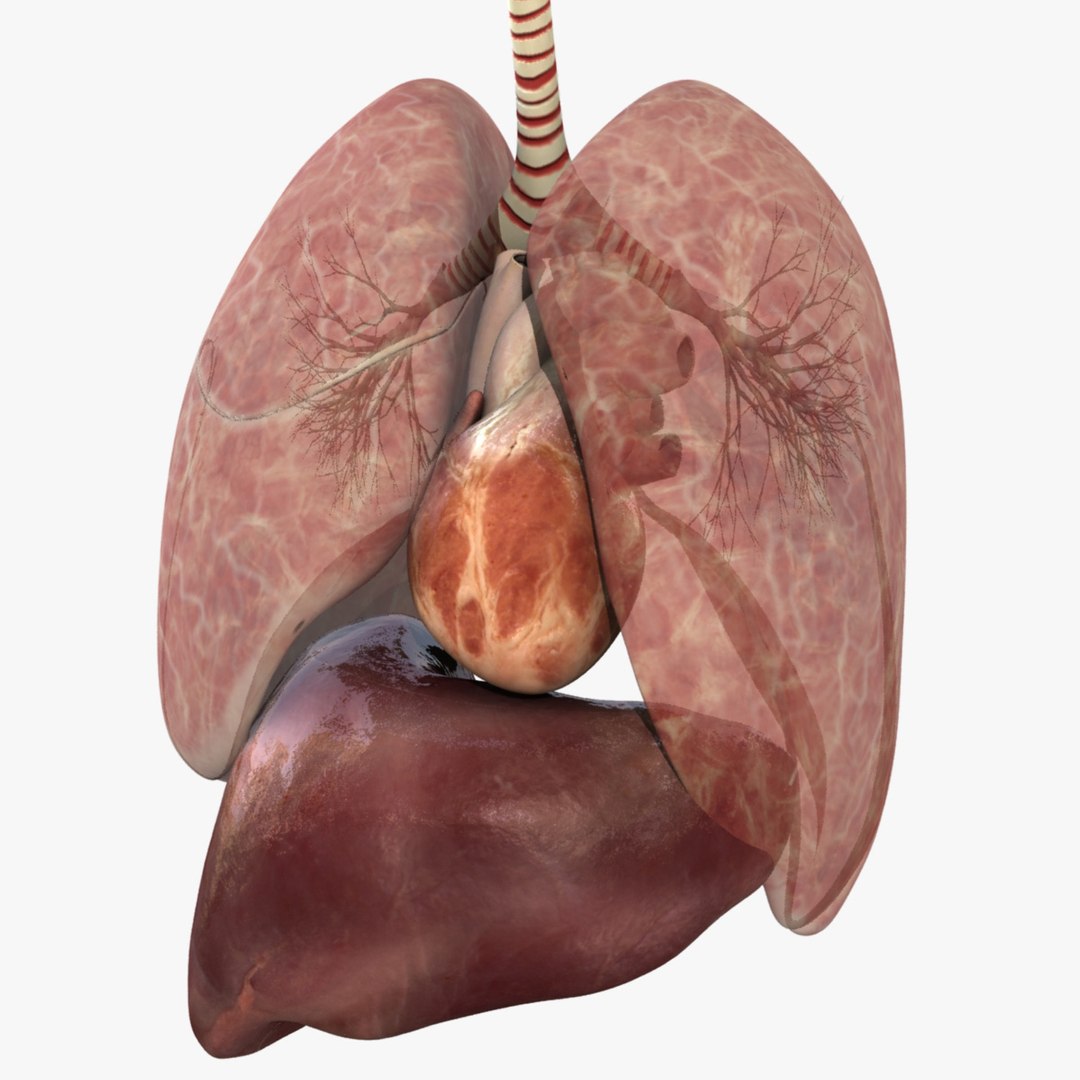 anatomy study torso 3d ma https://p.turbosquid.com/ts-thumb/qY/oiph2I/6OUeO7wv/009/jpg/1421984934/1920x1080/fit_q87/618a5dea490a17dbf5e89353b92b8966318f0d22/009.jpg
