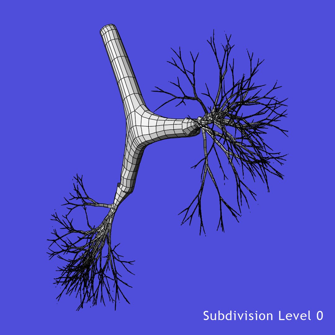anatomy study torso 3d ma https://p.turbosquid.com/ts-thumb/qY/oiph2I/9Ue6WFuY/c/jpg/1421983606/1920x1080/fit_q87/56ad133d42204e13bbb15e73ebccb0f39d2099bb/c.jpg