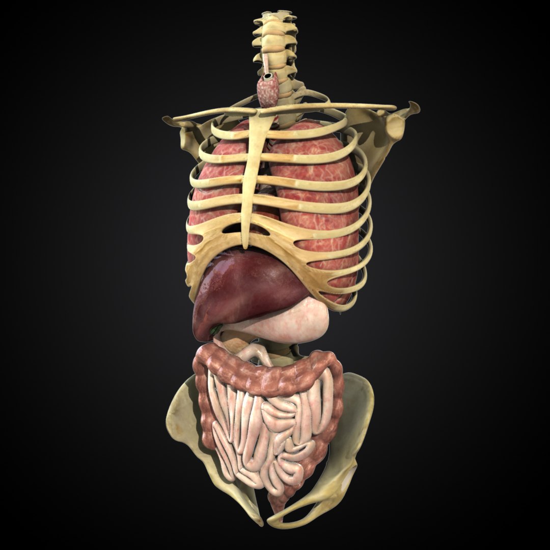 Anatomy Study Torso 3d Ma