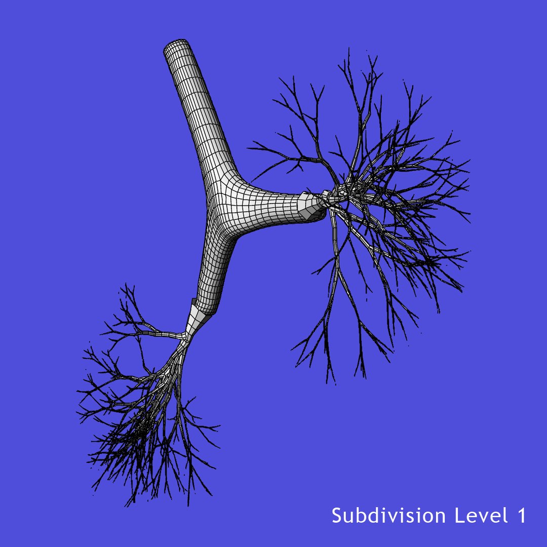 anatomy study torso 3d ma https://p.turbosquid.com/ts-thumb/qY/oiph2I/HvixDUwU/3/jpg/1421983606/1920x1080/fit_q87/98f5275cd95b6a0d1ab1db3e3953d2035bda26da/3.jpg